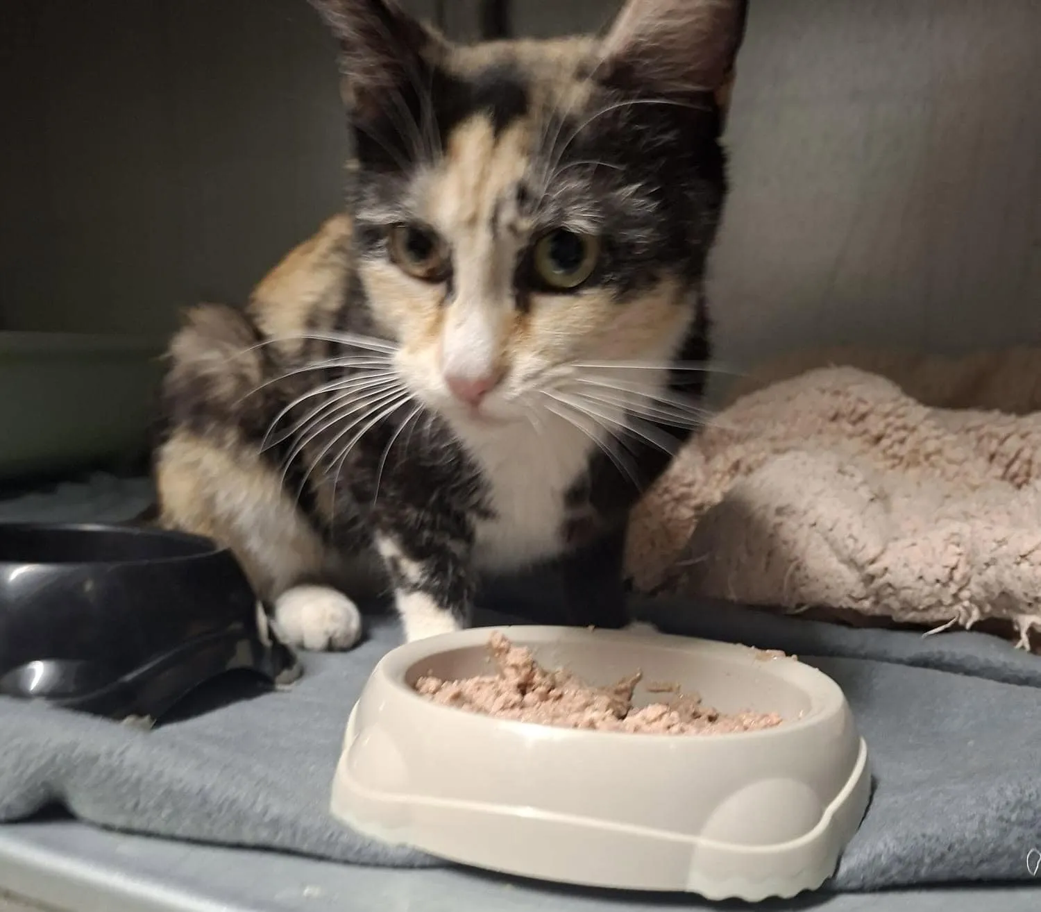 Fundkatze vom 19.07.2026