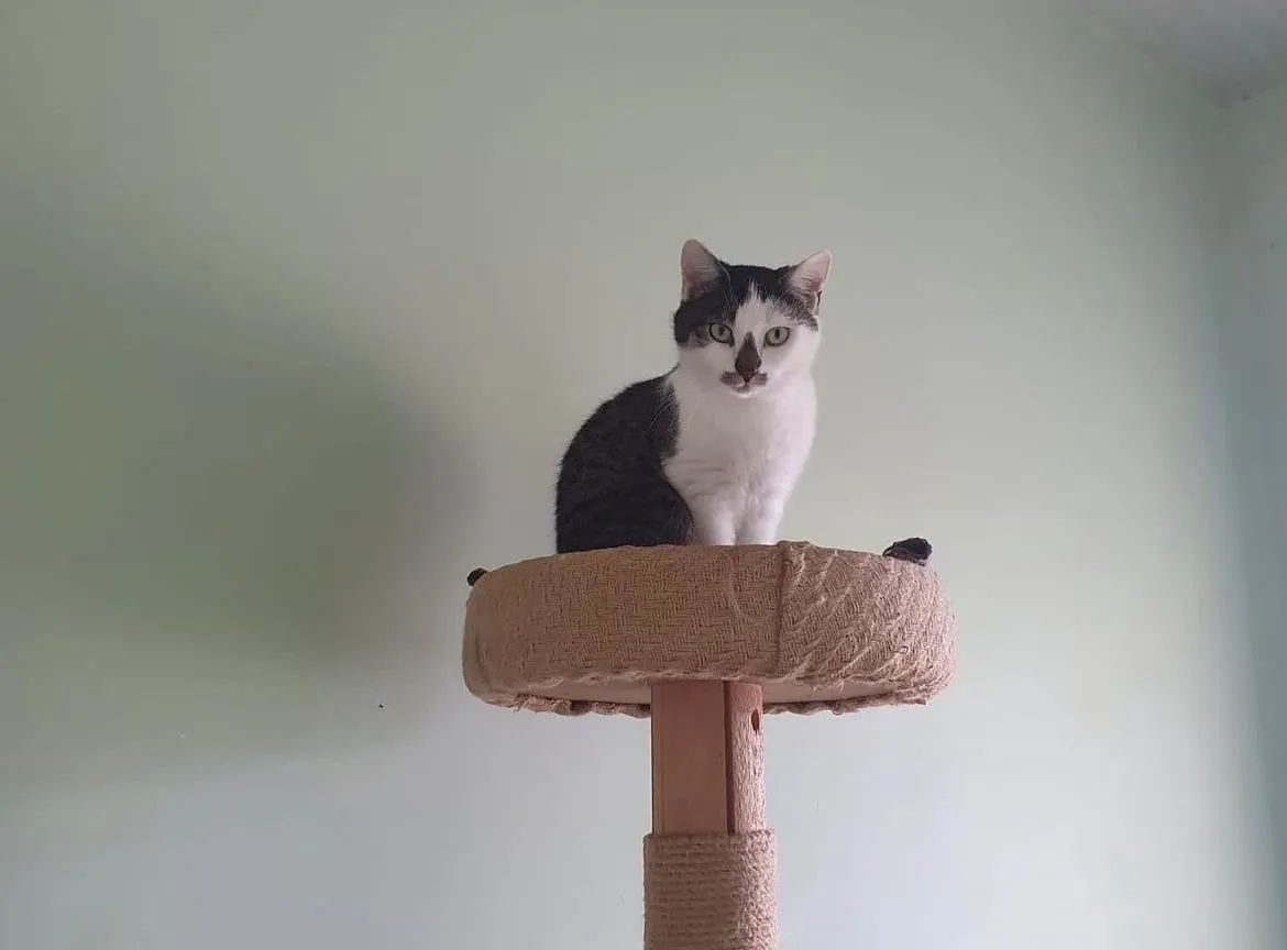 Zazou