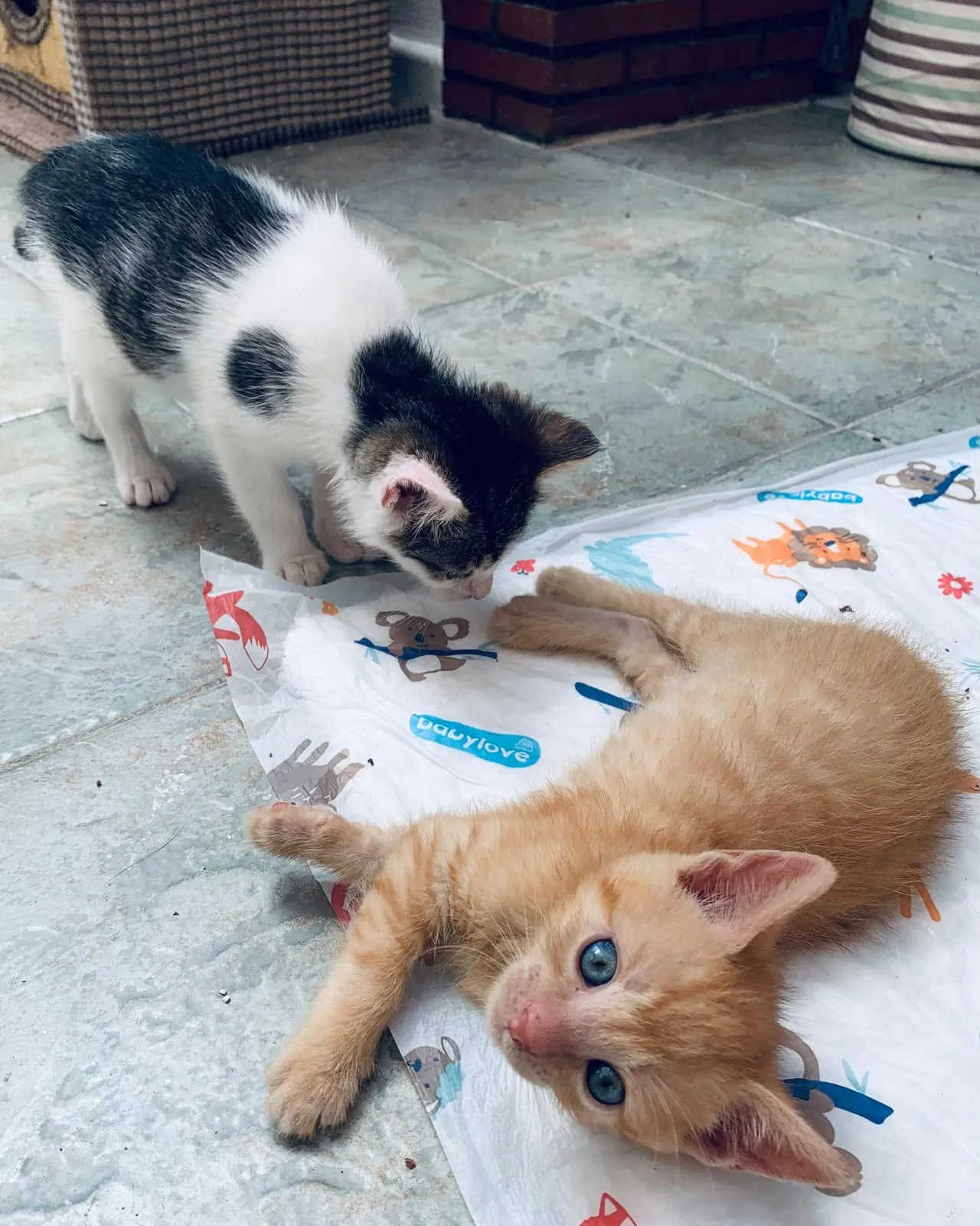 Hugo & Merlin, Foto 7
