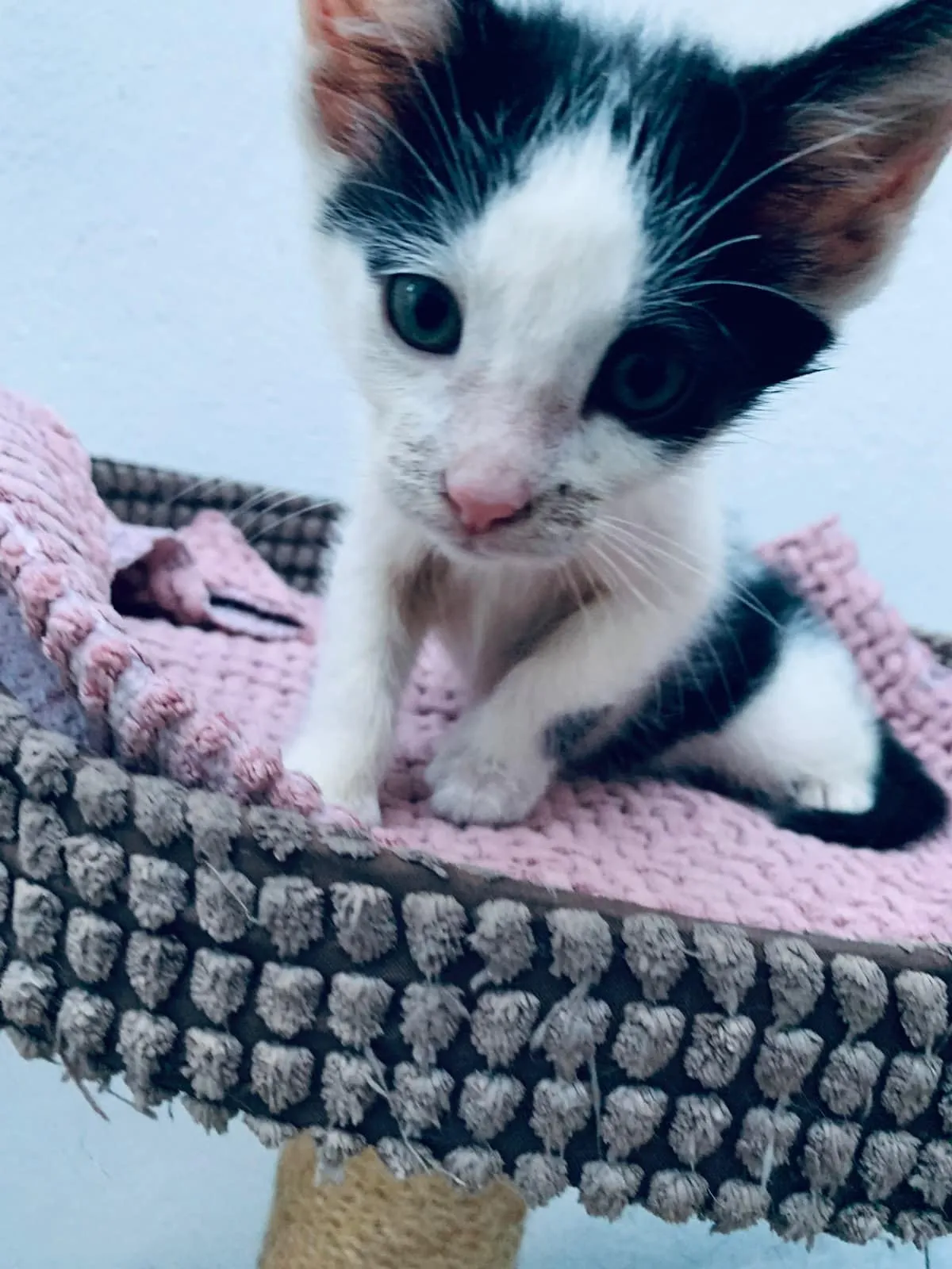 Hugo & Merlin, Foto 4