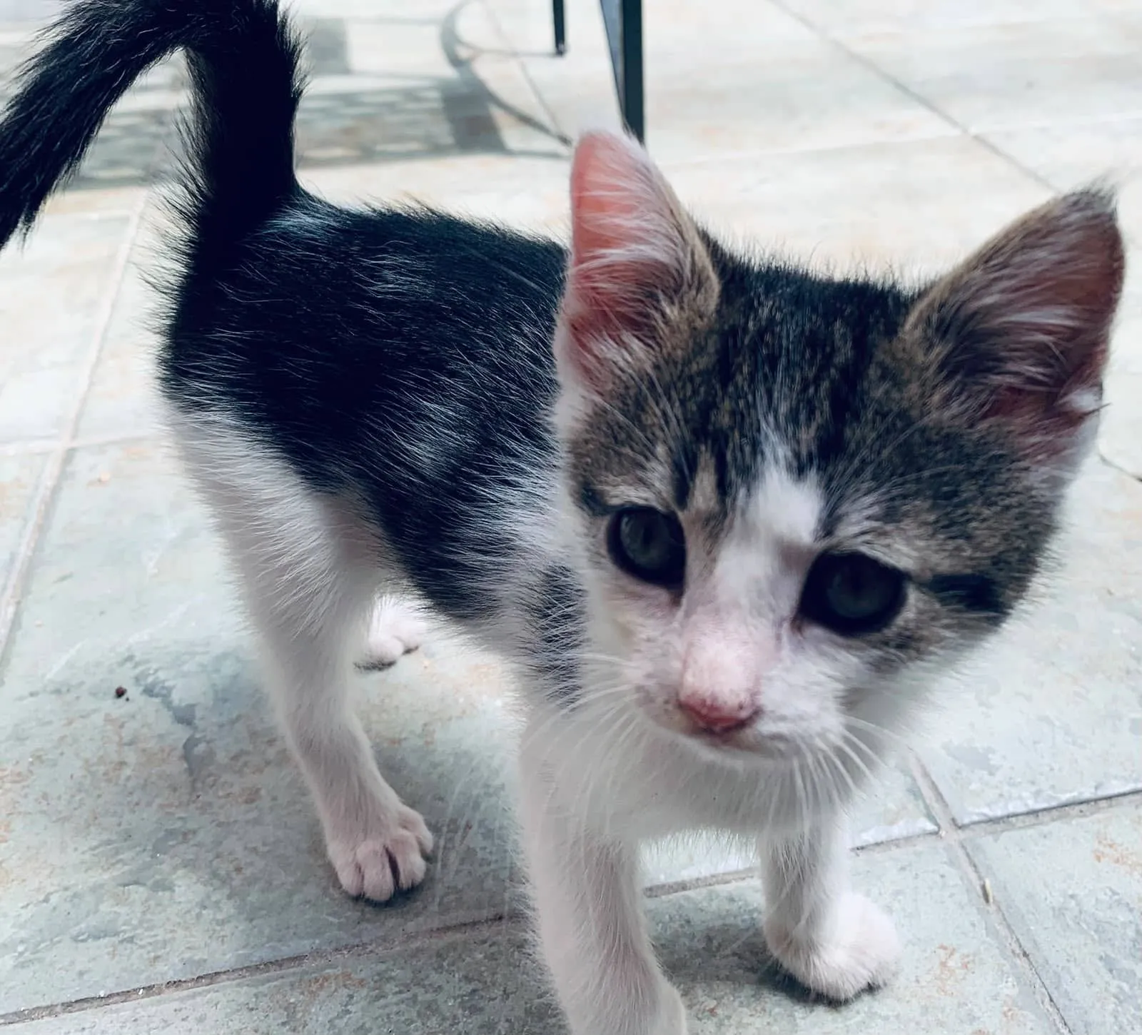Hugo & Merlin, Foto 10