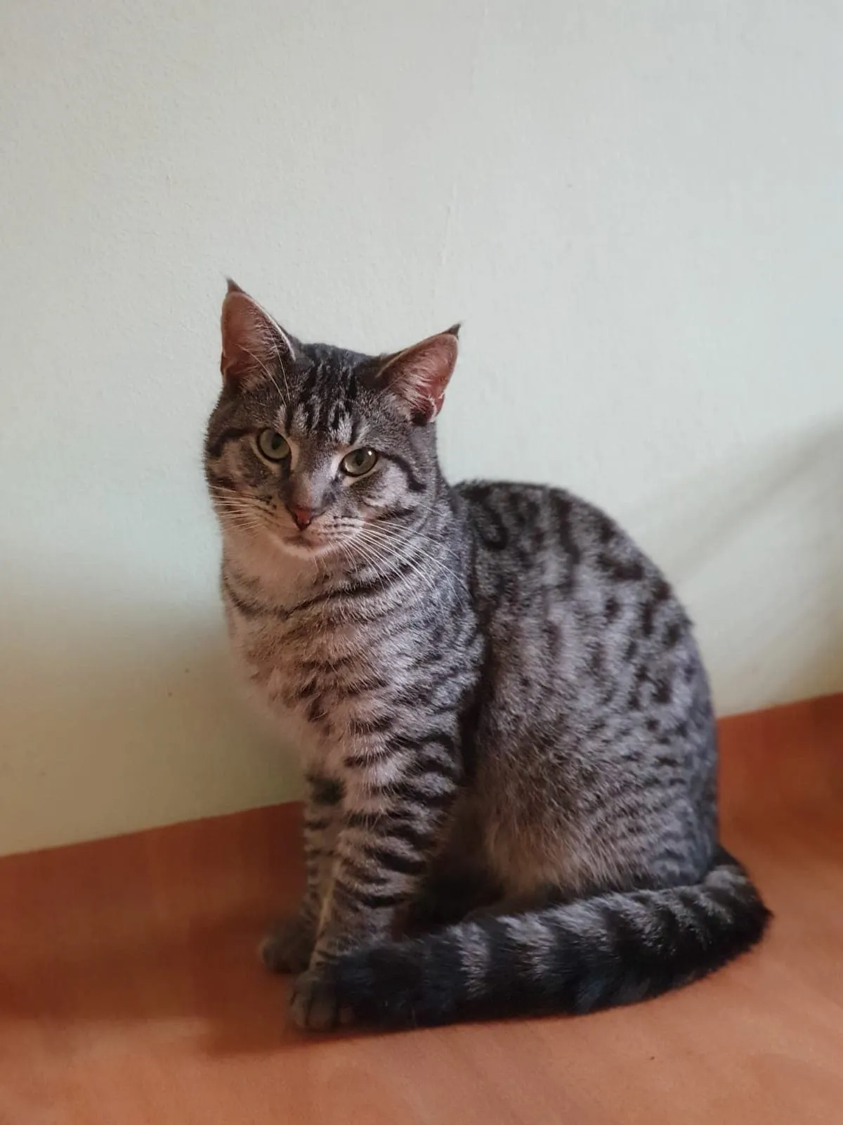 Roy, Foto 1