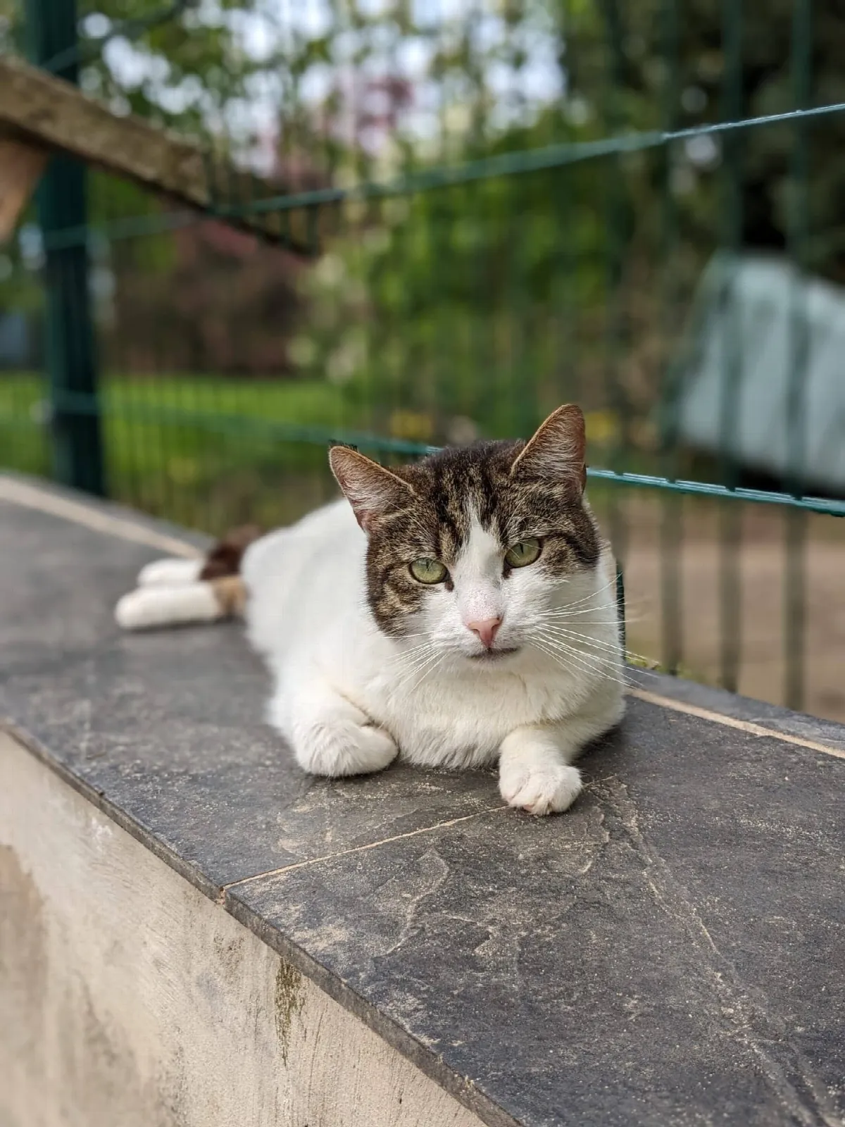 Franzi, Foto 3