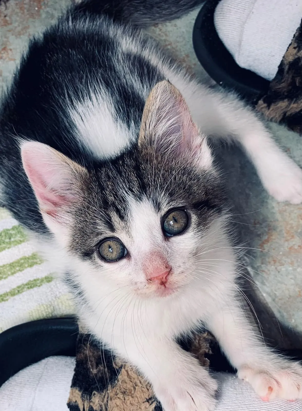Hugo & Merlin, Foto 5