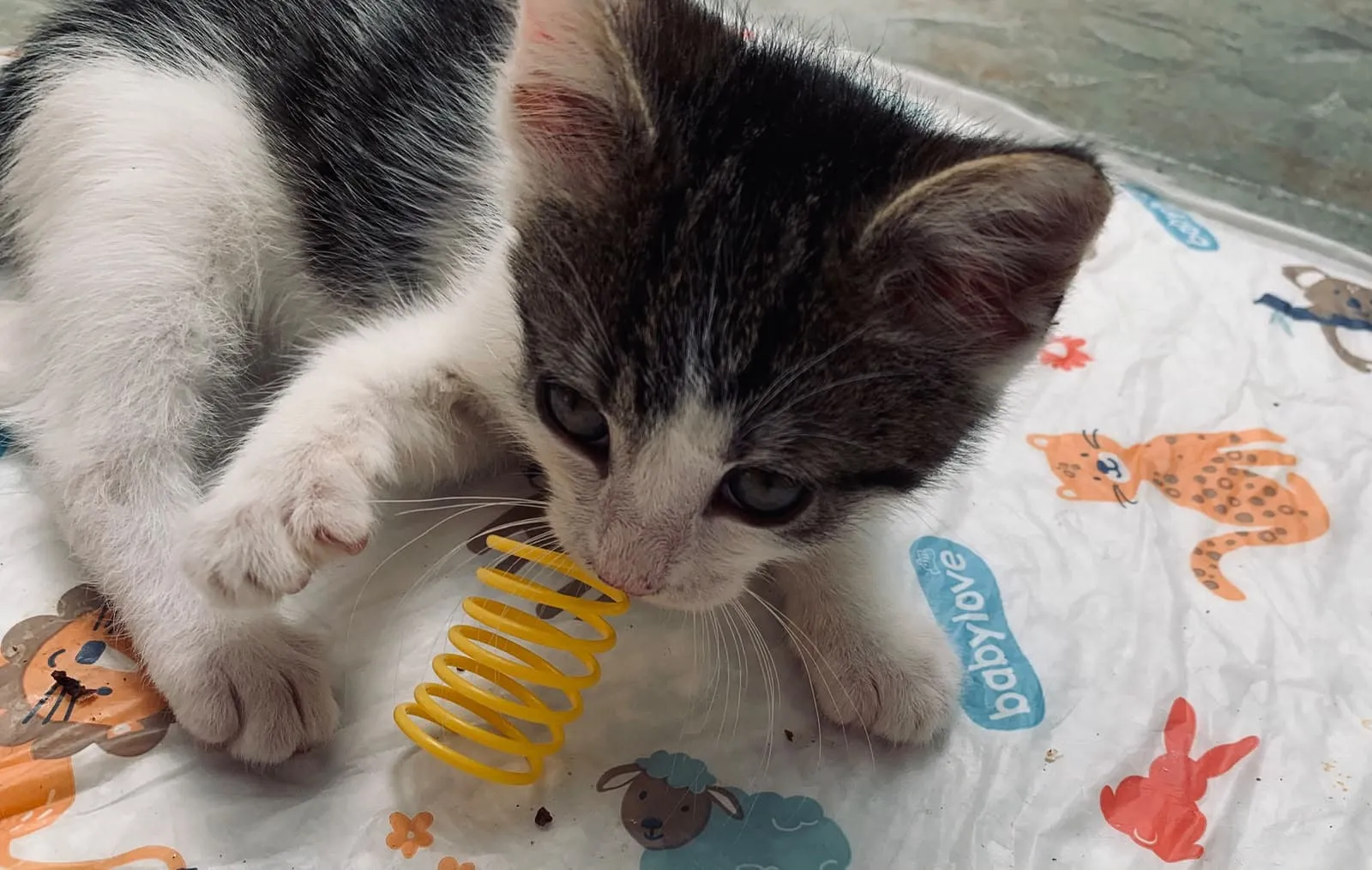 Hugo & Merlin, Foto 6