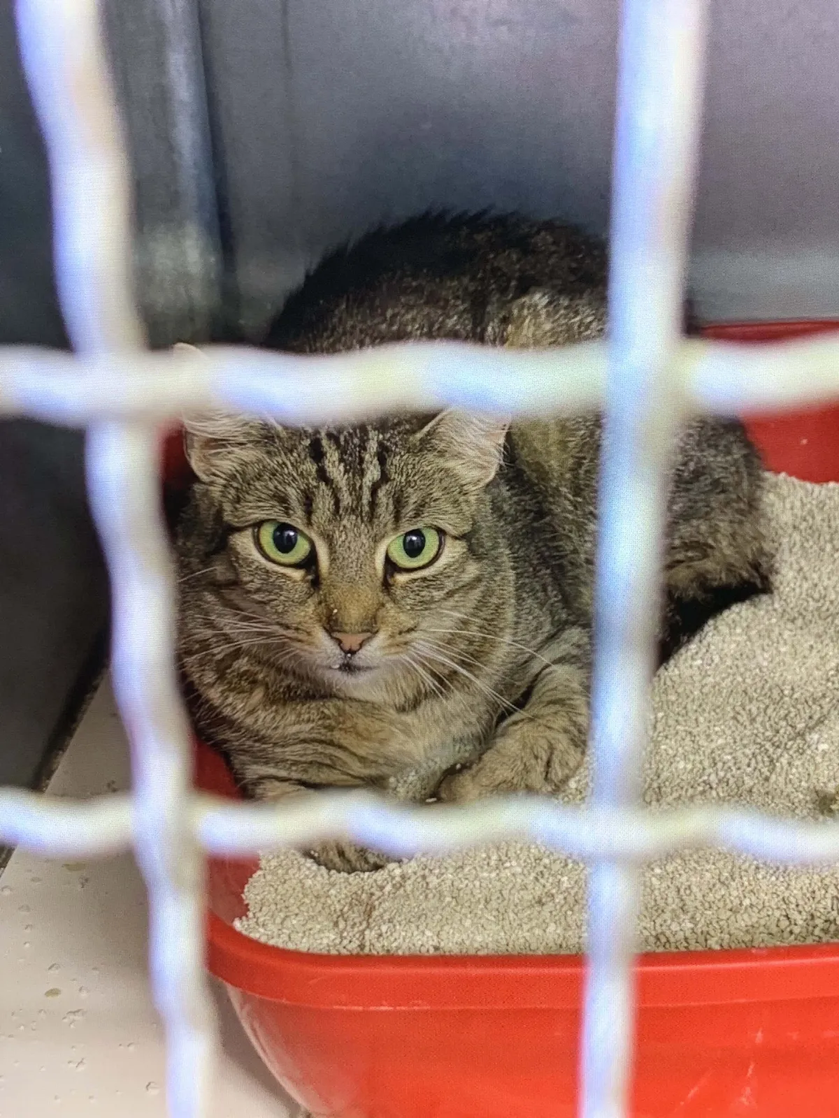 Fundkatze vom 24.07.2026