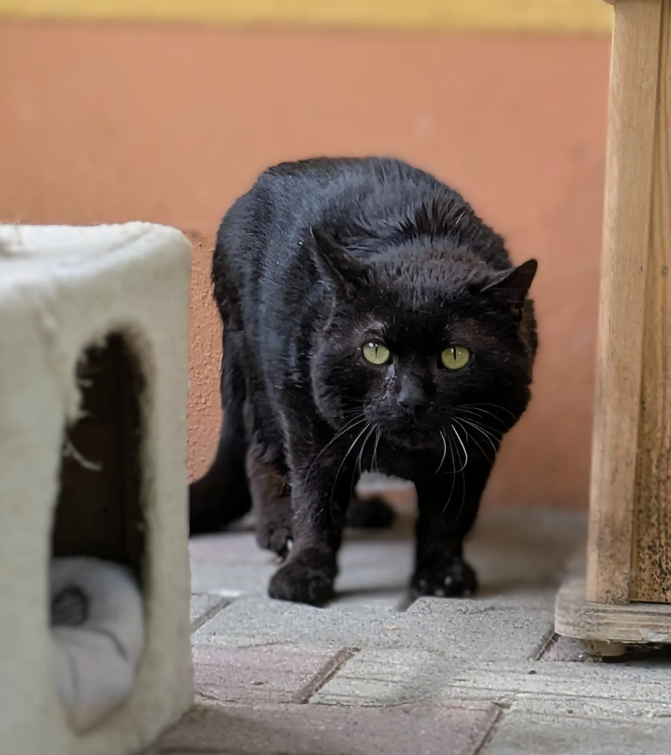 Zorro