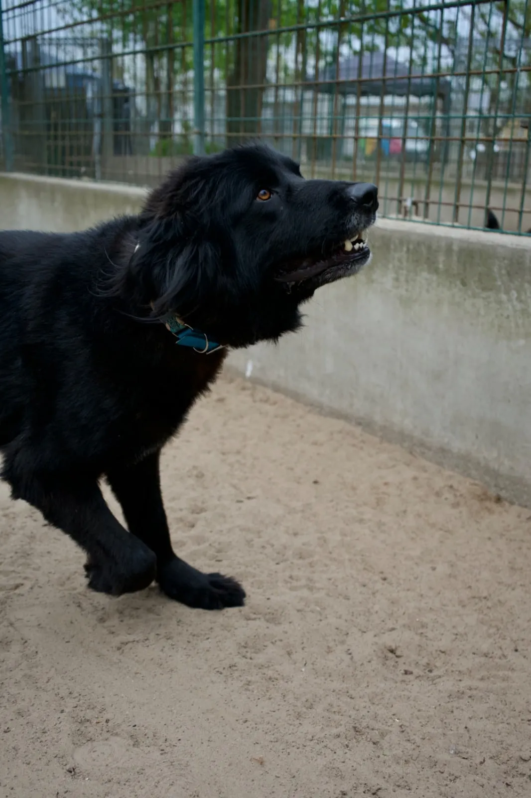 Benni, Foto 6