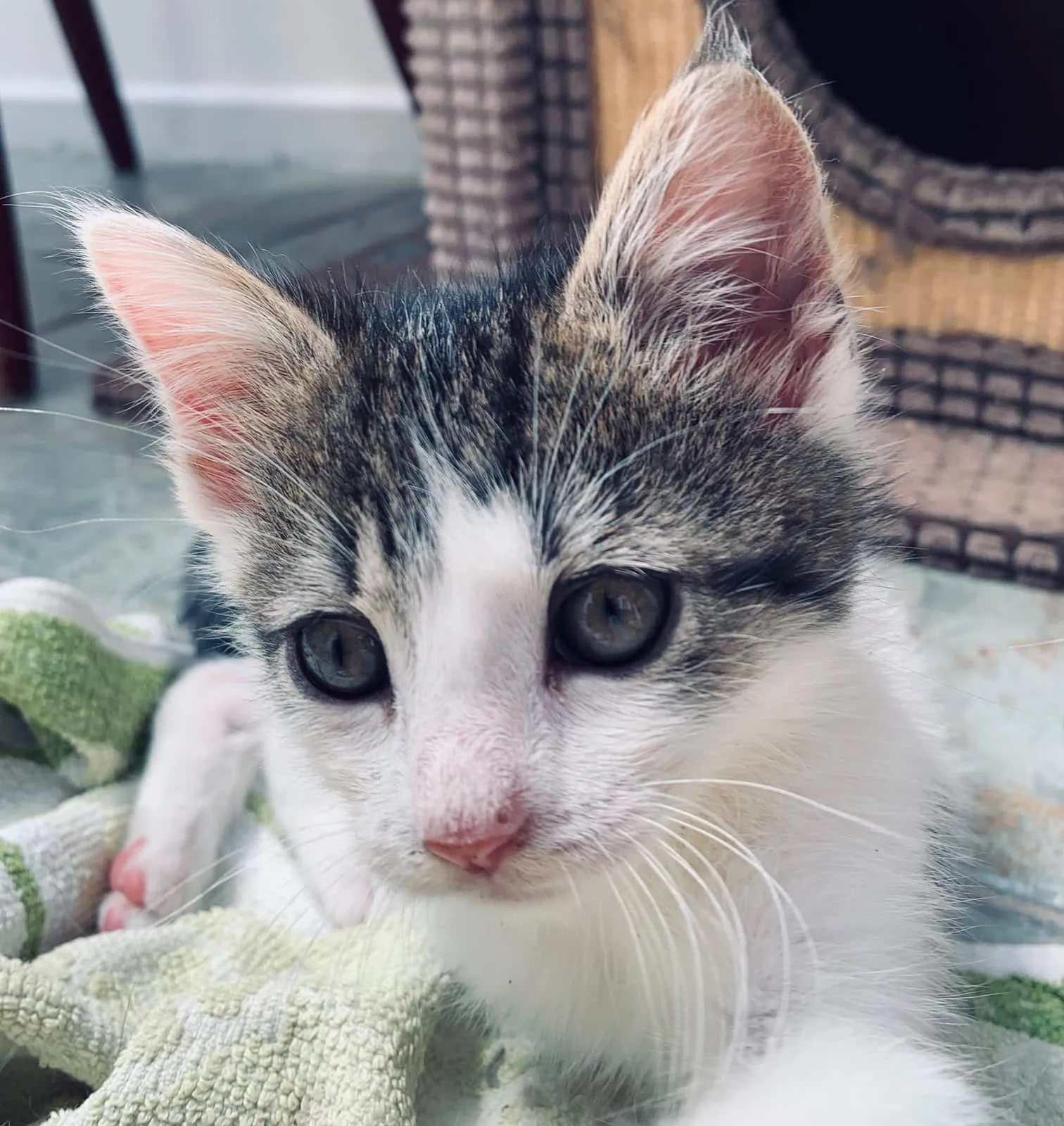 Hugo & Merlin, Foto 8