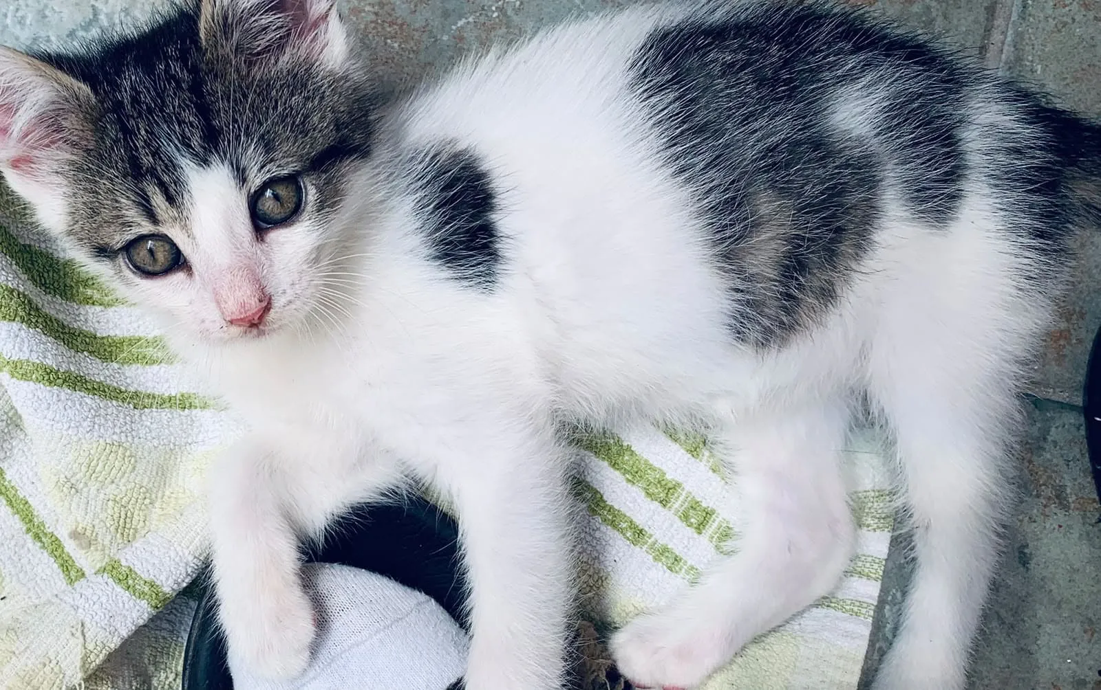 Hugo & Merlin, Foto 9