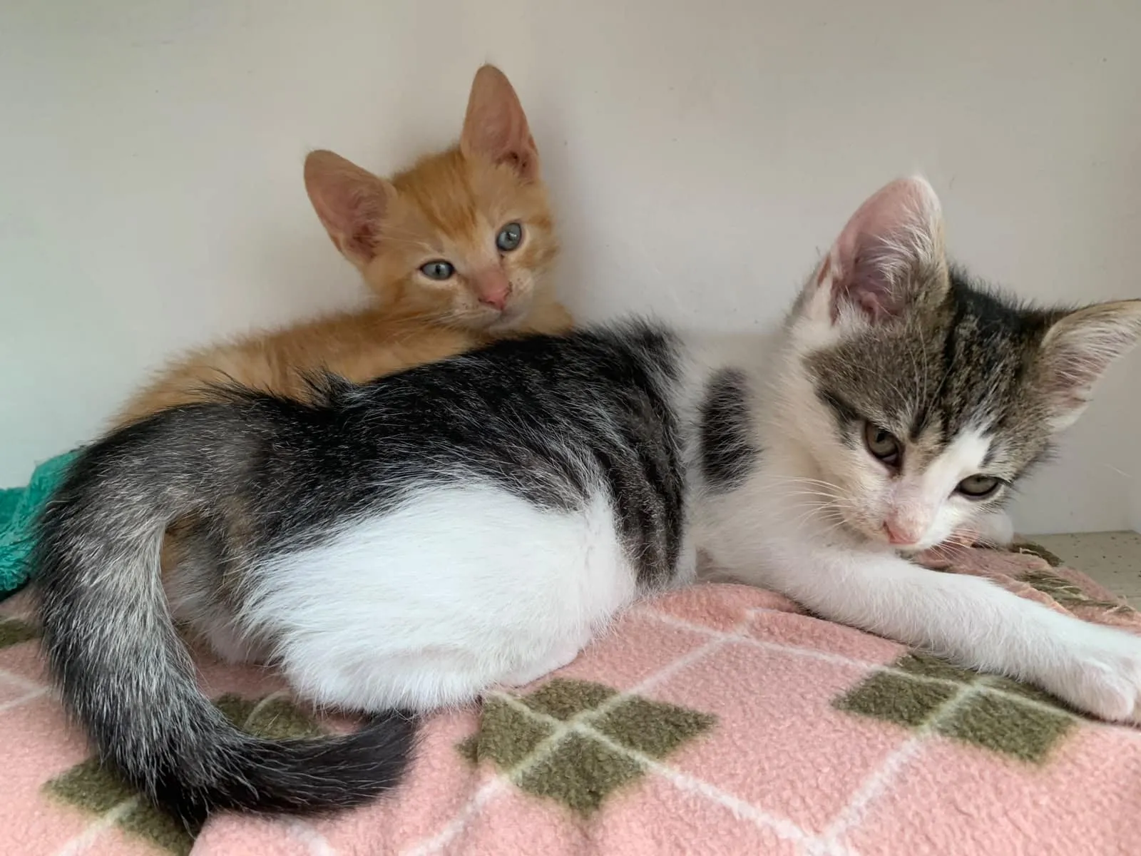 Hugo & Merlin, Foto 3