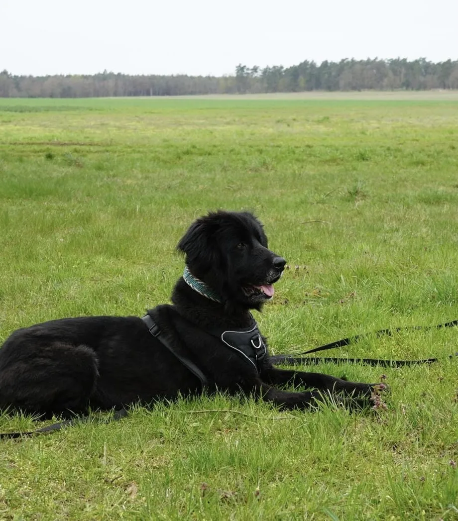 Benni, Foto 7