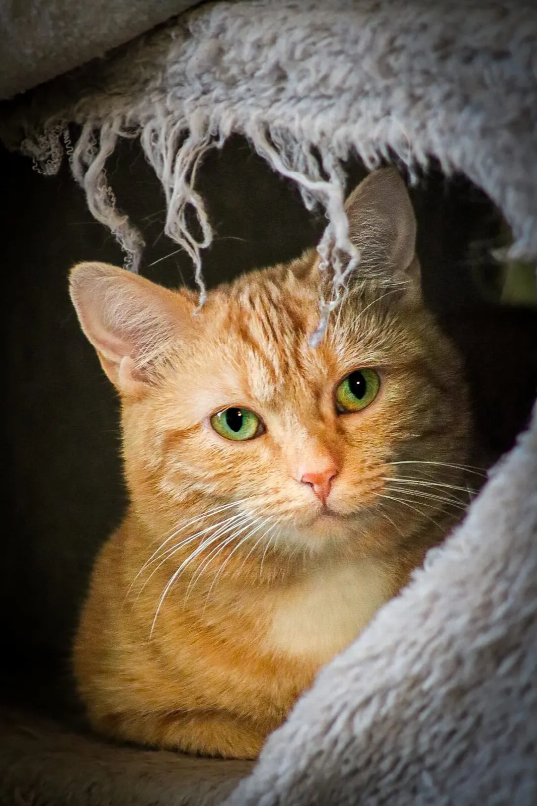 Mausi
