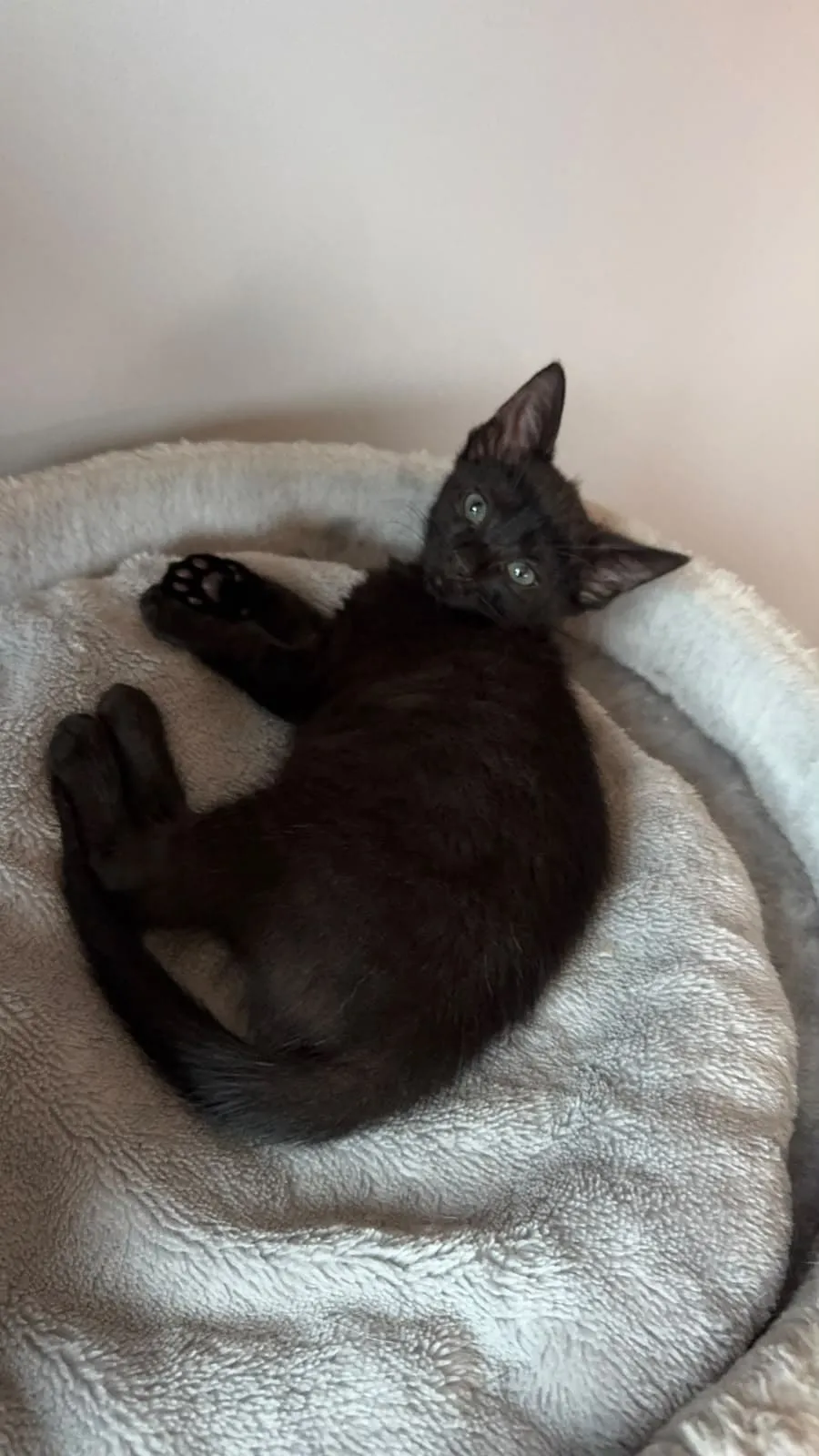 Nori, Foto 7