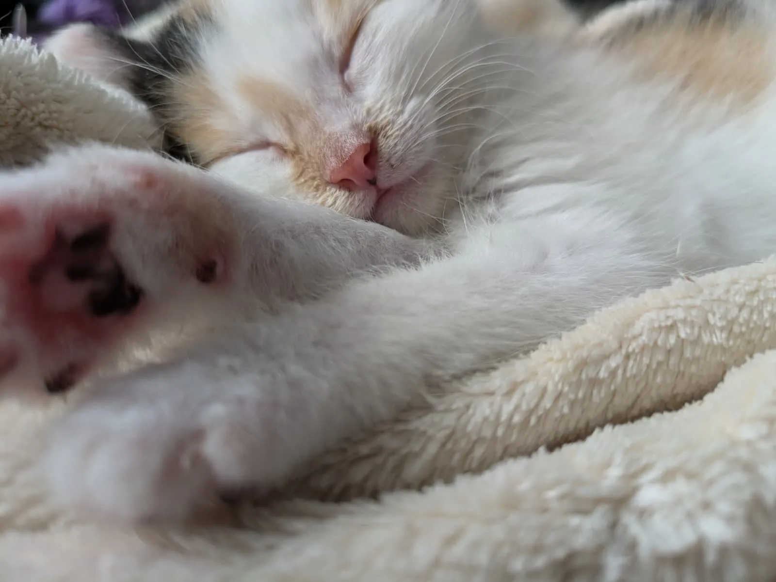 Mila, Foto 4