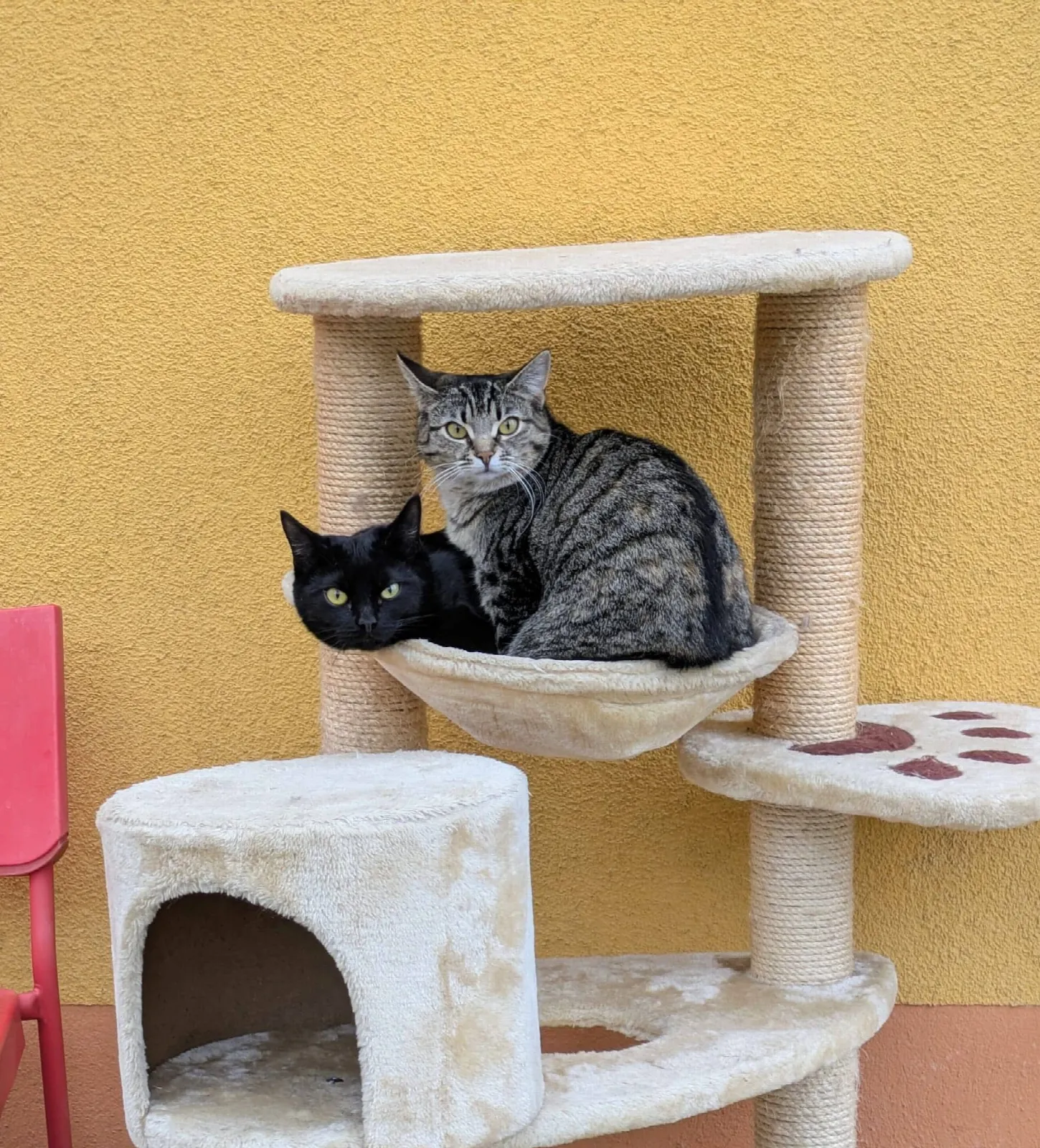Ragatha & Zooble