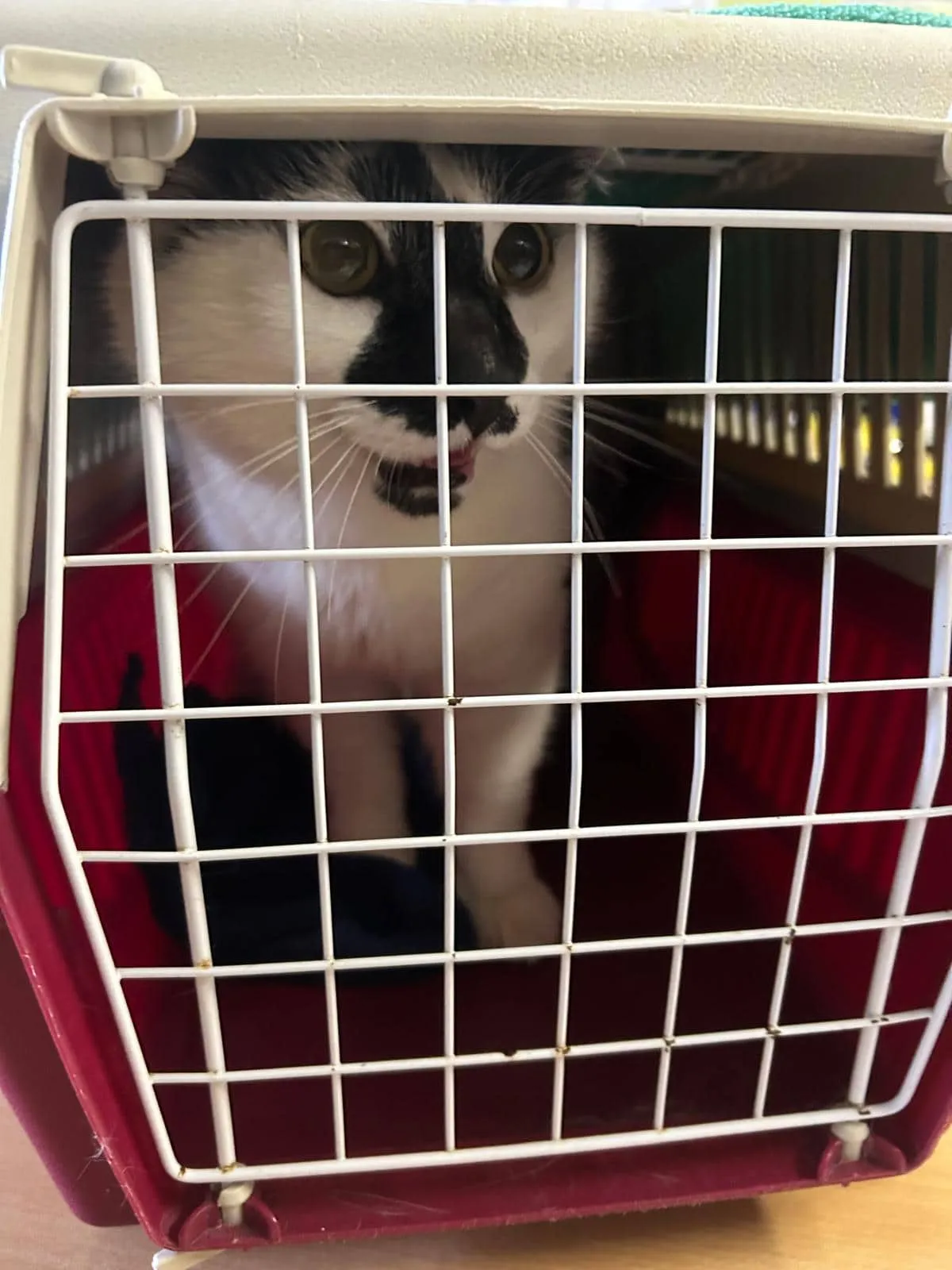 Fundkatze vom 10.05.2026