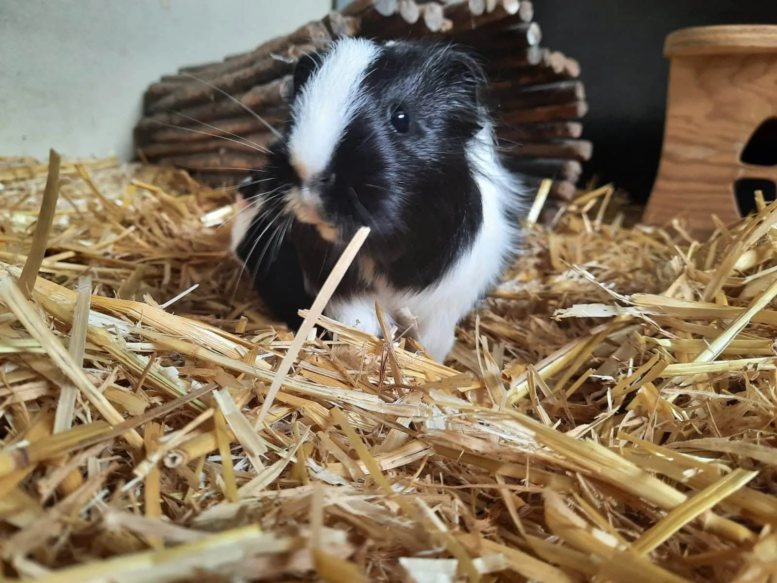 Flecky & Toffifee, Foto 3