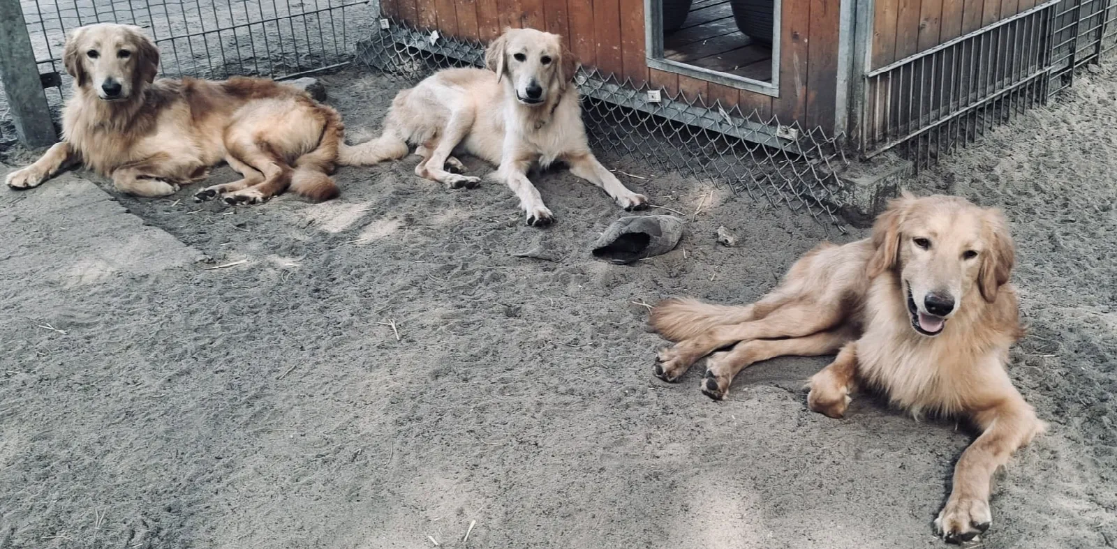Enzo, Enno & Nero