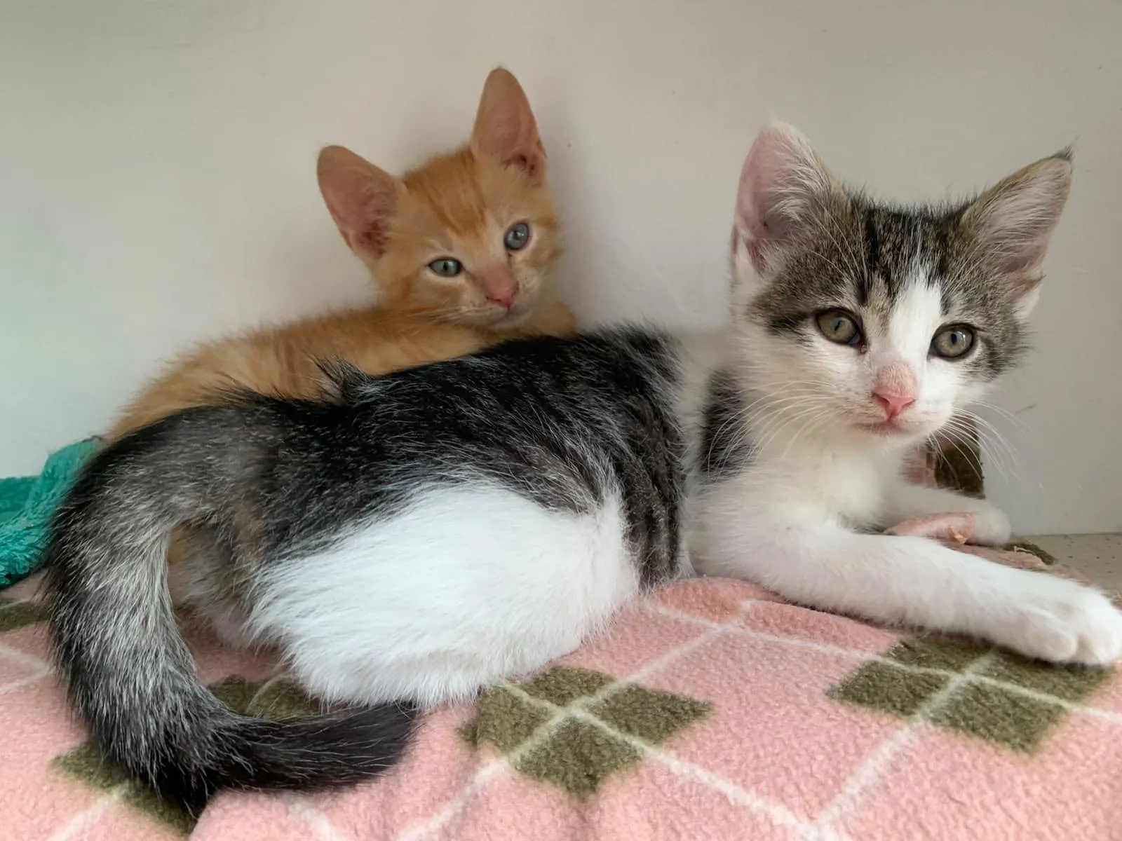 Hugo & Merlin