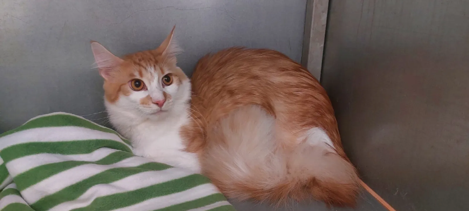 Fundkater vom 06.07.2026