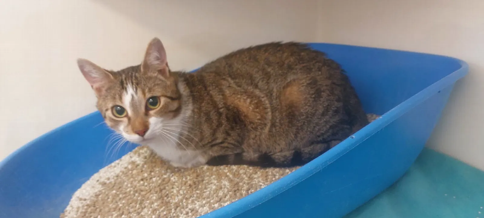 Fundkatze vom 14.08.2026